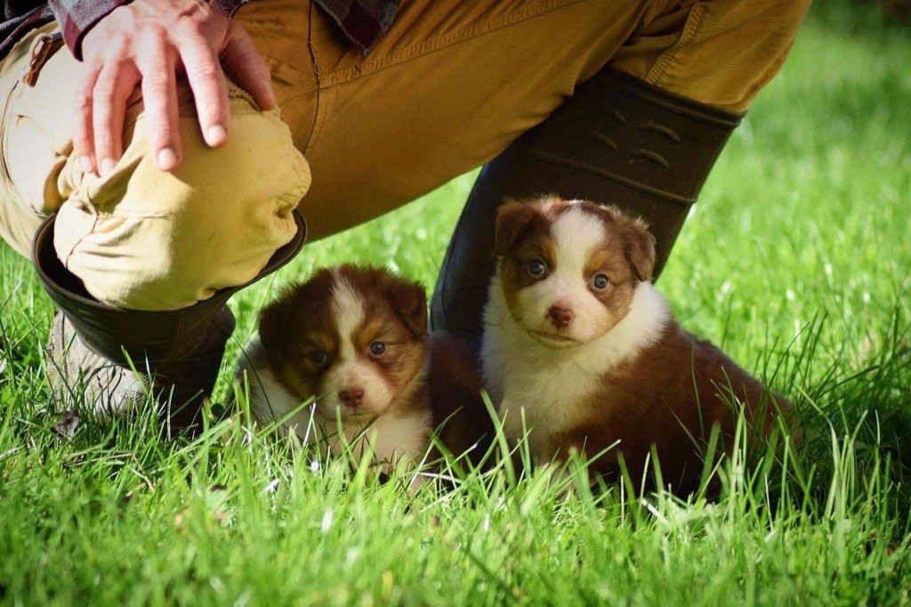 chiot Berger Australien Book Of Shadow's