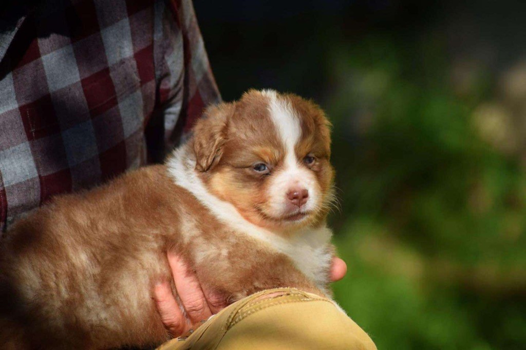 Book Of Shadow's - Chiot disponible  - Berger Australien