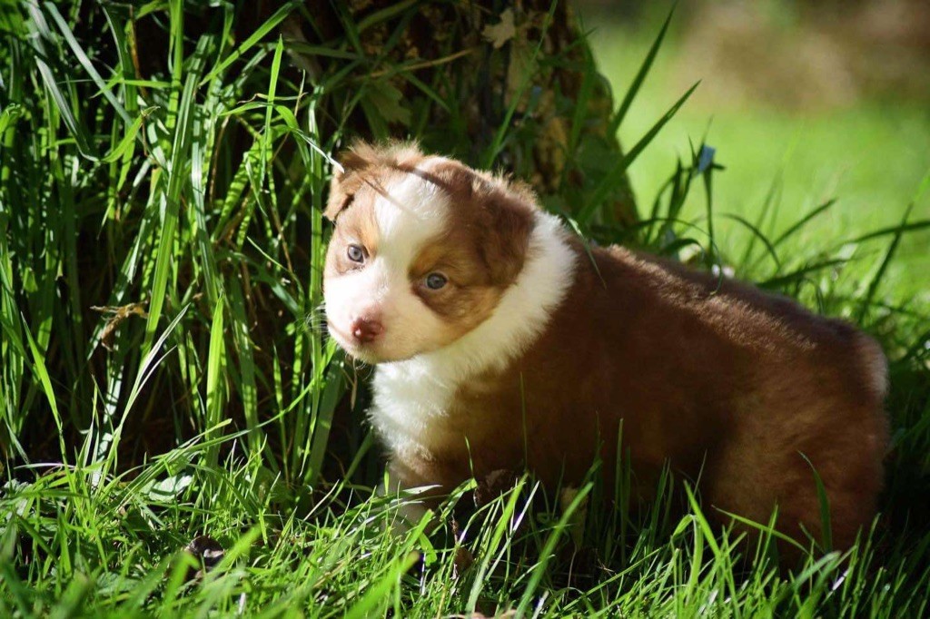 Book Of Shadow's - Chiot disponible  - Berger Australien