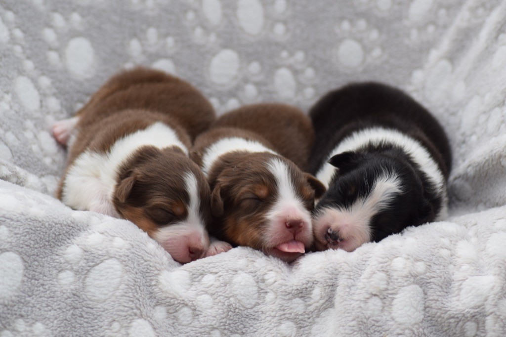 chiot Berger Australien Book Of Shadow's