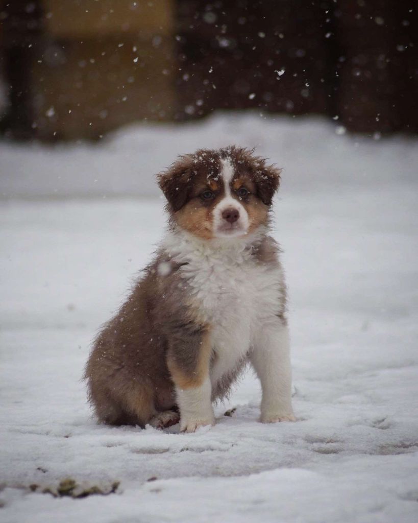 Book Of Shadow's - Chiot disponible  - Berger Australien