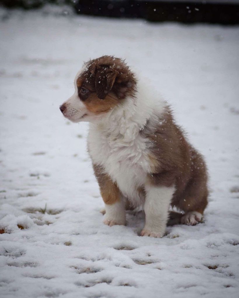 Book Of Shadow's - Chiots disponibles - Berger Australien